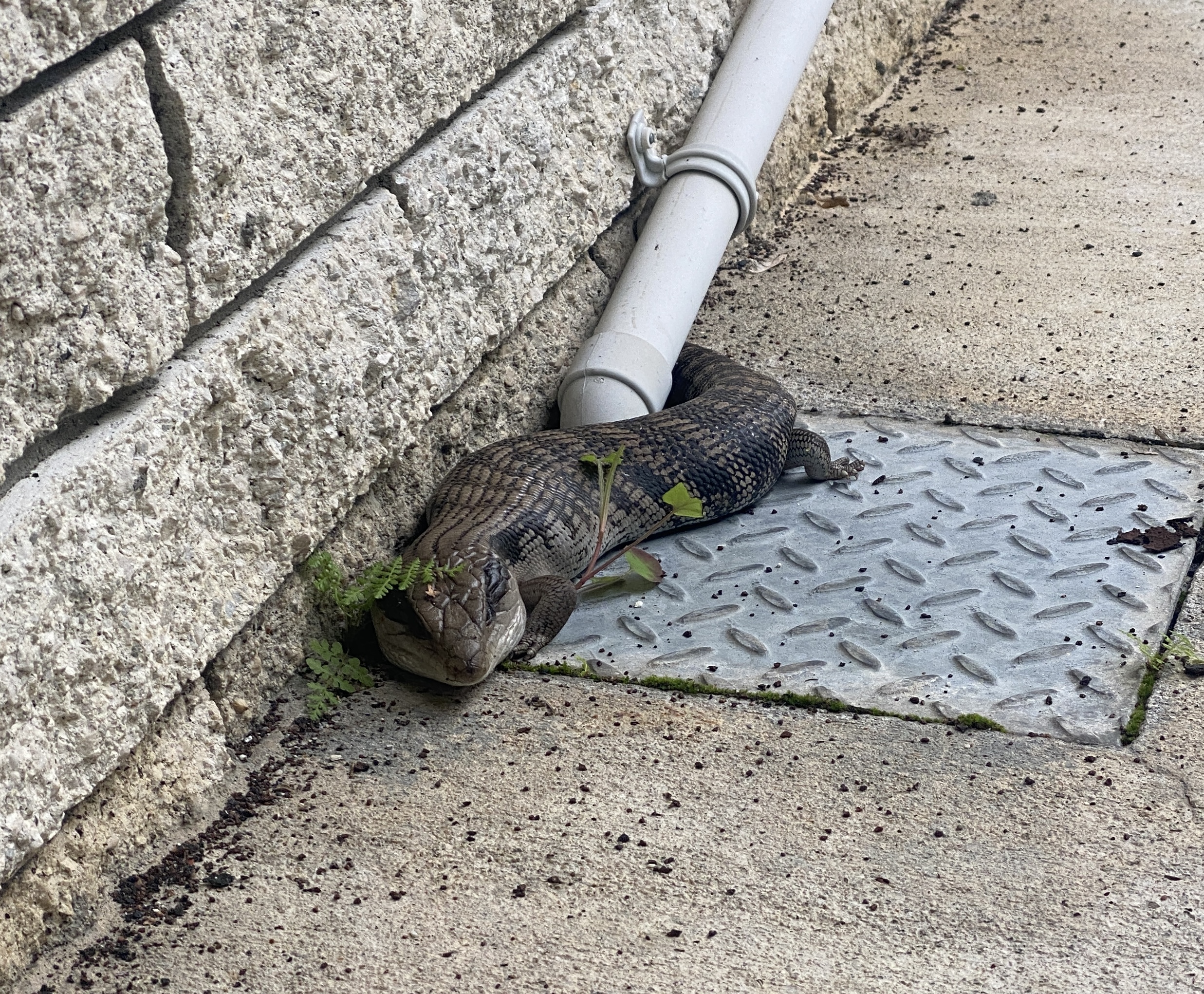 Our resident Australian Blue Tongue Lizard