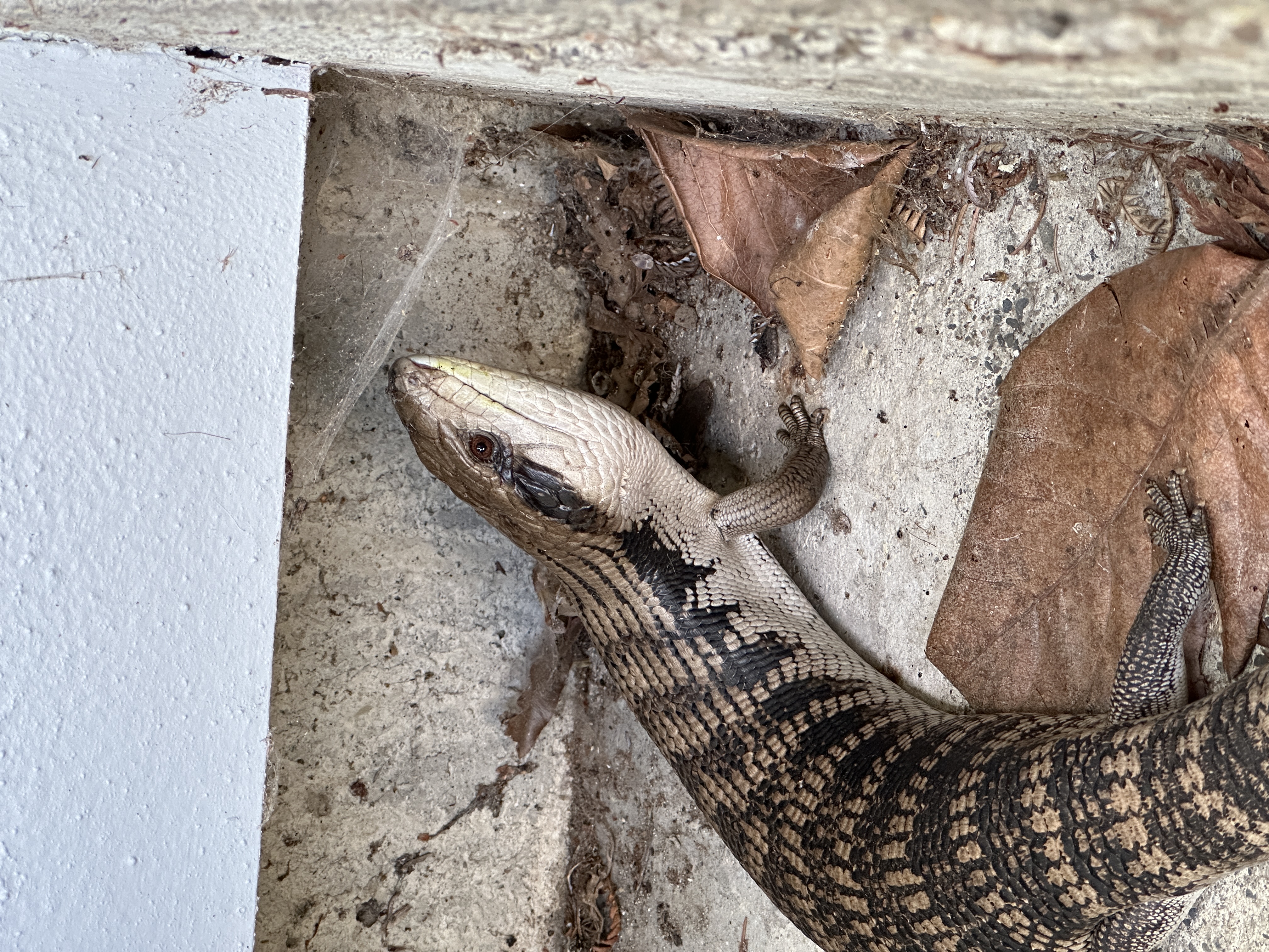 Lizard