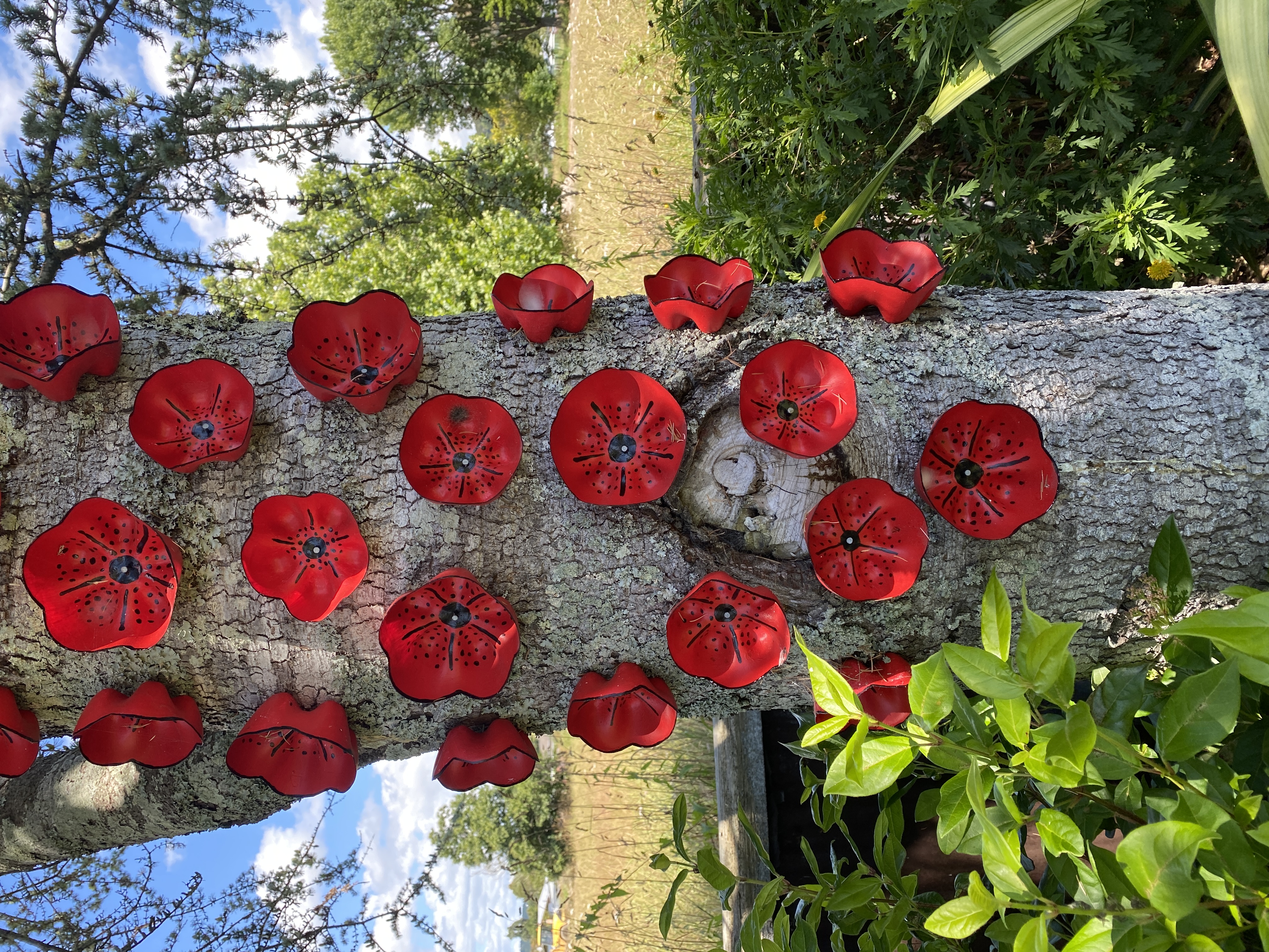 Poppies