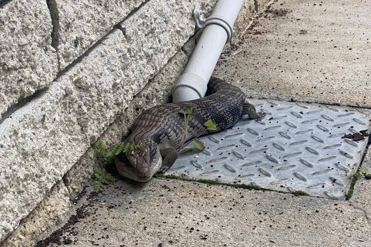 Our resident Australian Blue Tongue Lizard